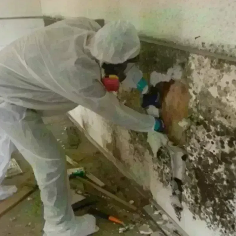 Mold Remediation and Removal in Trenton, OH